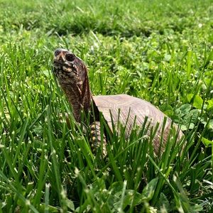 Meet your Posher, Isabella